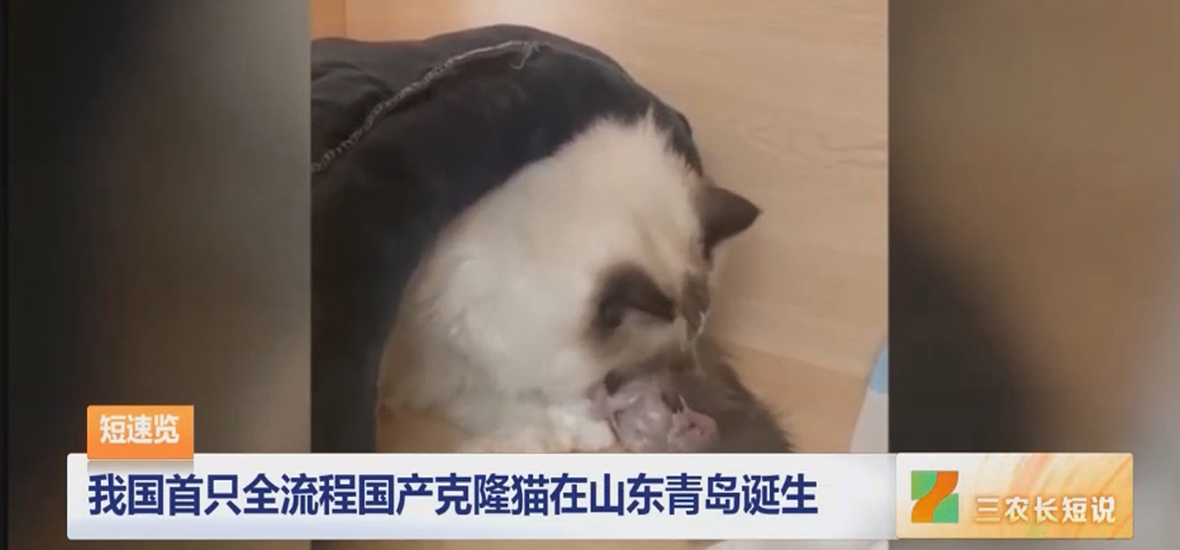 华粤行医疗助力我国首只全流程国产克隆猫在山东青岛诞生